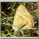 Thecla betulae - Nierenfleck-Zipfelfalter 05.jpg